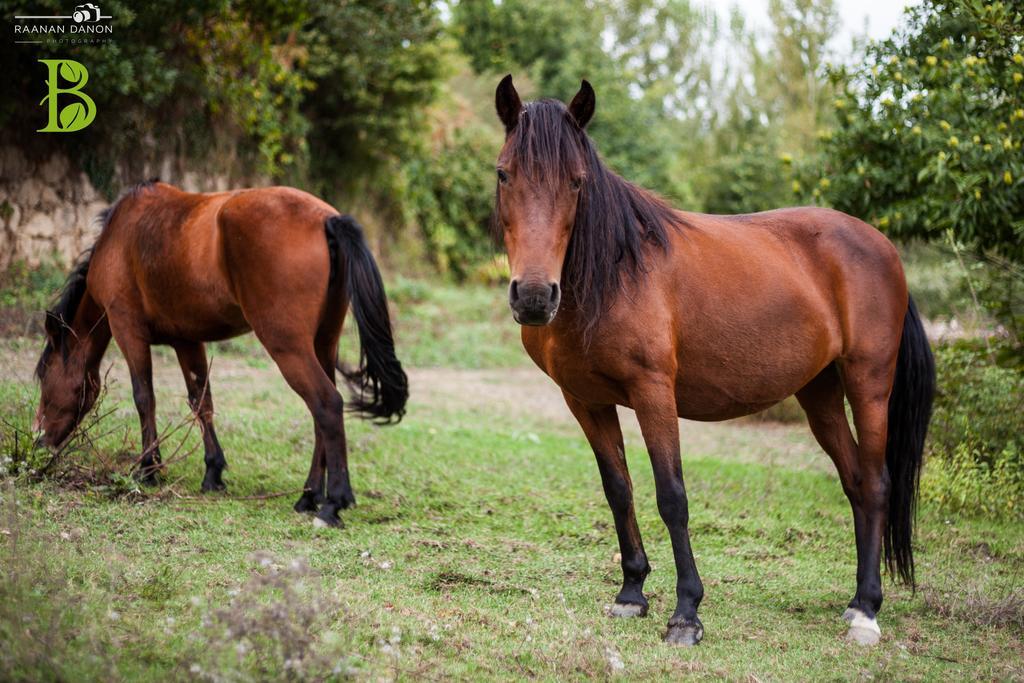 Quinta Da Bouca - Agroturismo Pacos de Gaiolo 部屋 写真